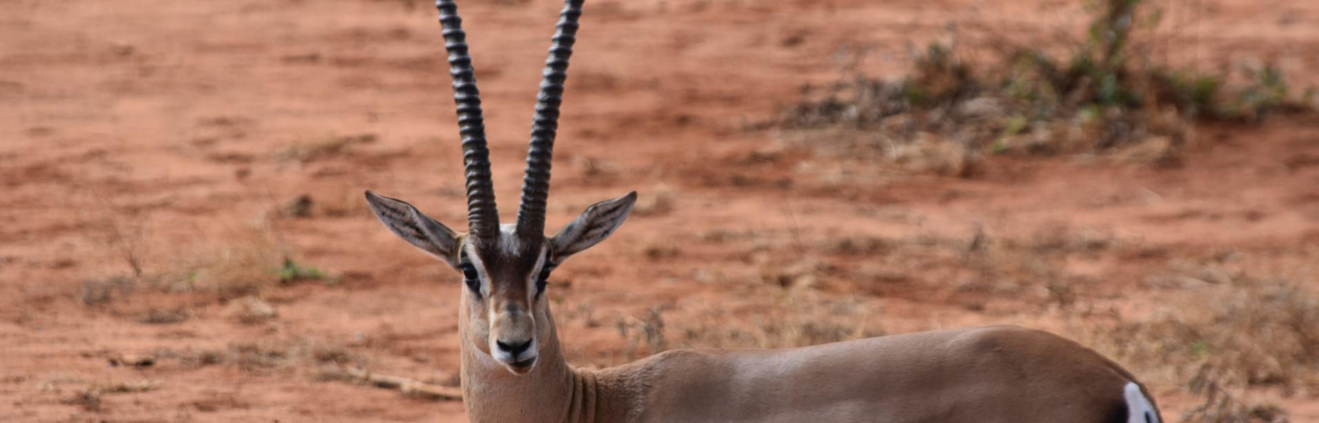a long-horned gazelle stares at the camera. the horns are almost as tall as the brown and white gazelle. the background is a savannah with tall orange grasses and brush