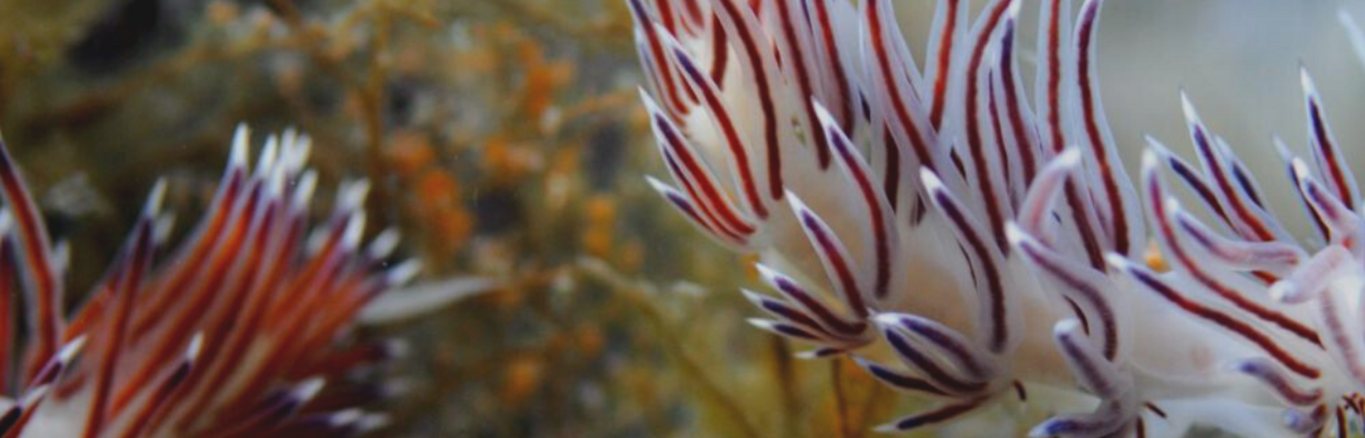 nudibranchs in a coral reef