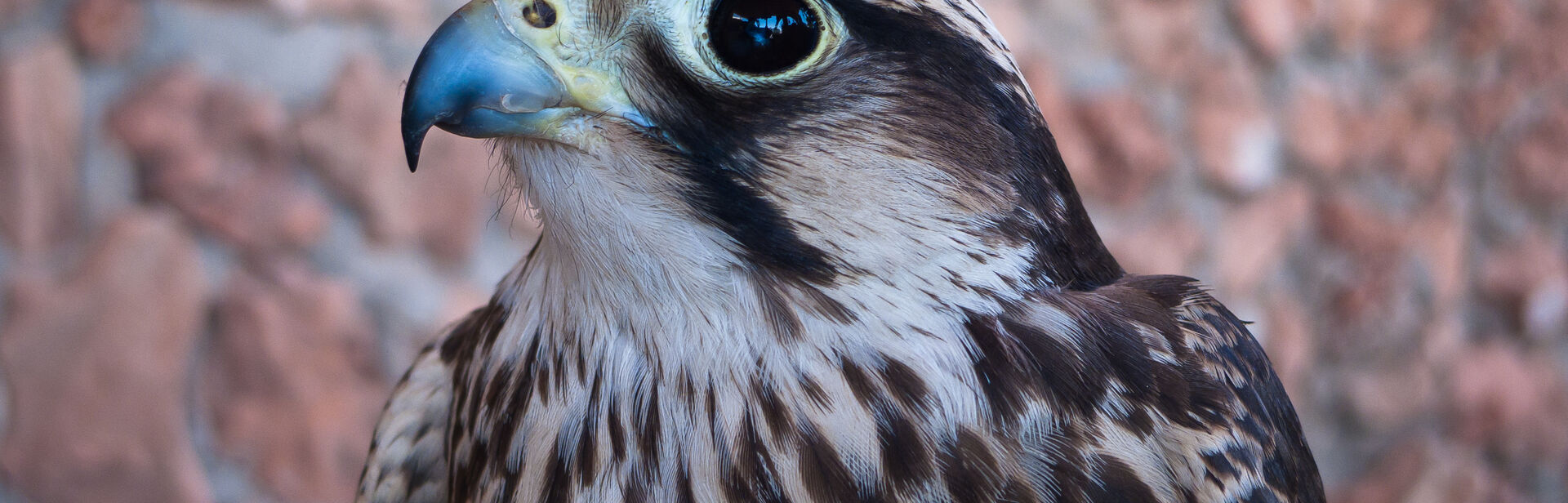 a close up of a falcon