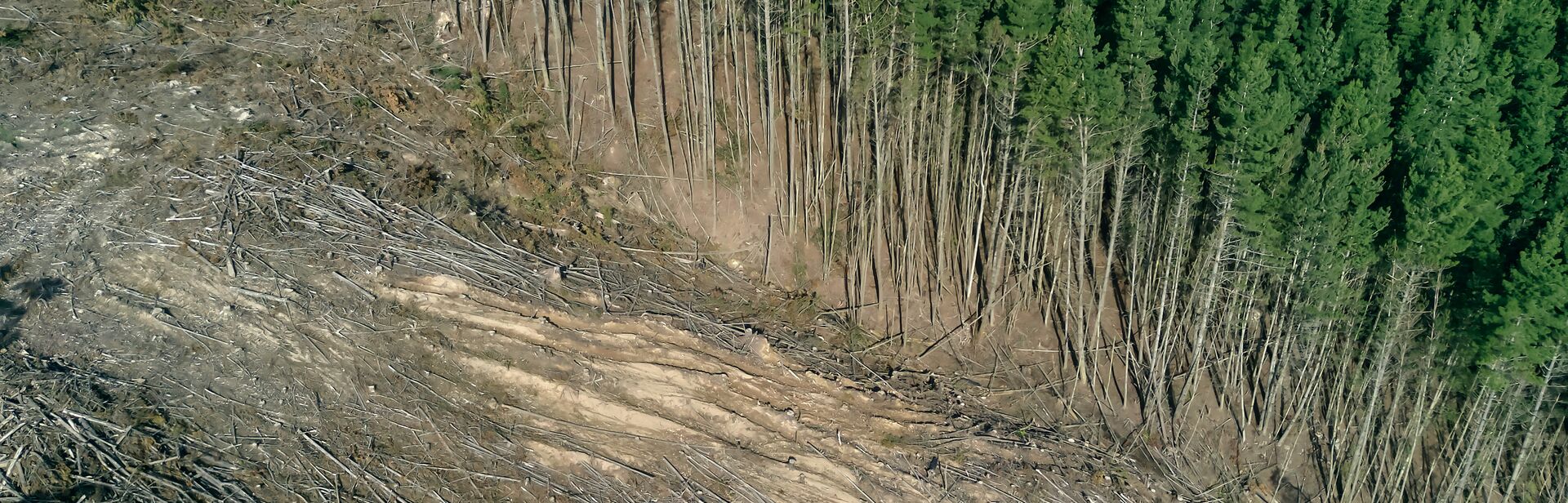 an image demonstrating deforestation, with green forest on the top half of the image, then there is a clear line where trees have been cut down and the ground is brown with fallen logs