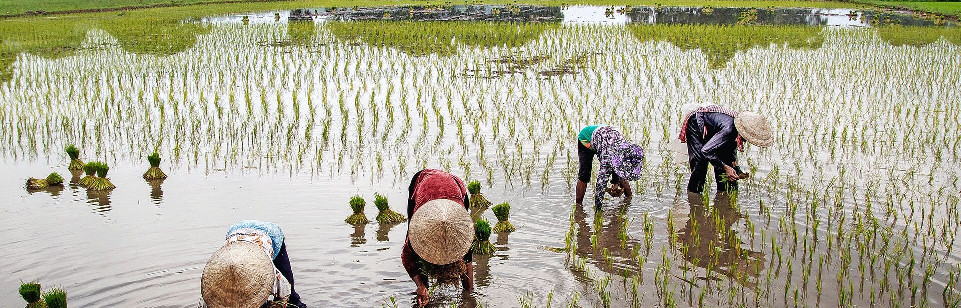 women transplanting rice in a paddy field in Vietnam