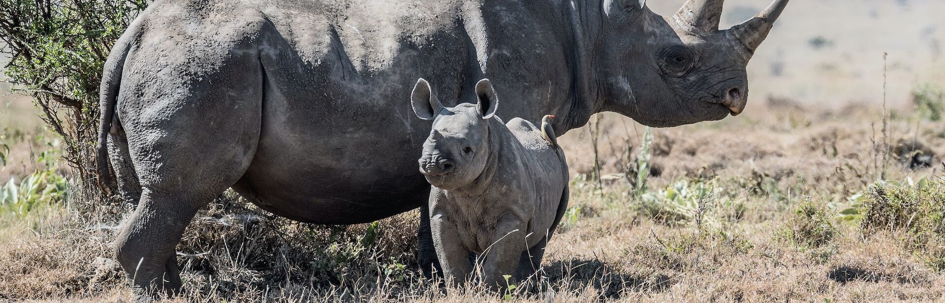 An adult and baby rhino stand in a grassy area