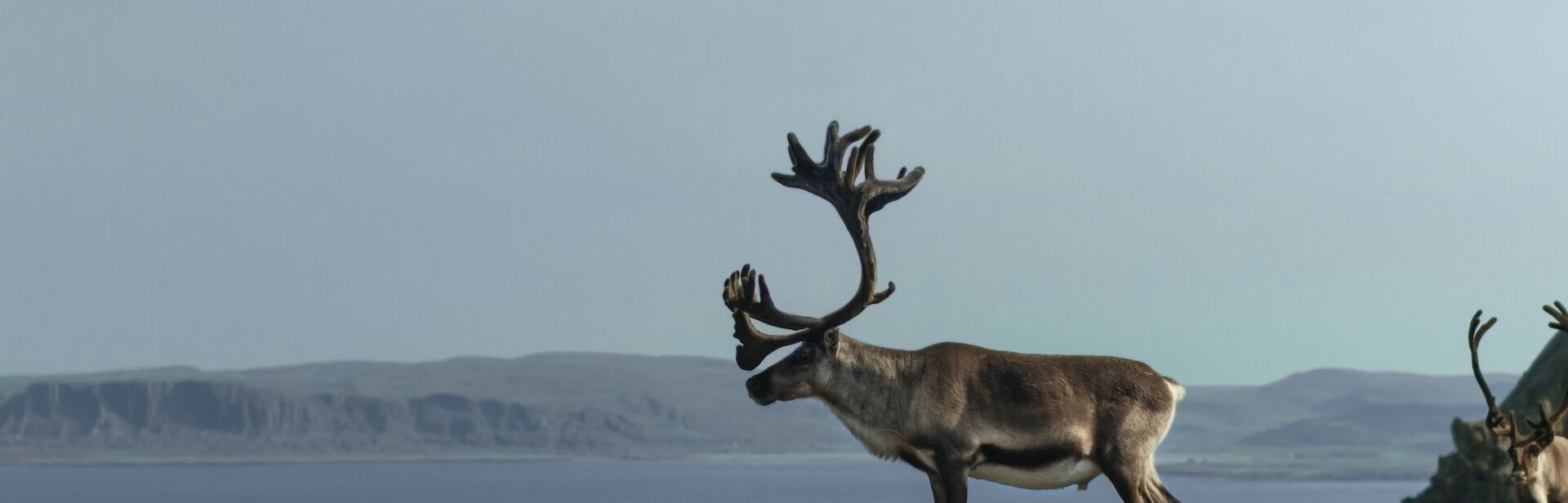 A reindeer stands on rocky ground near a body of water while another reindeer approaches on its right