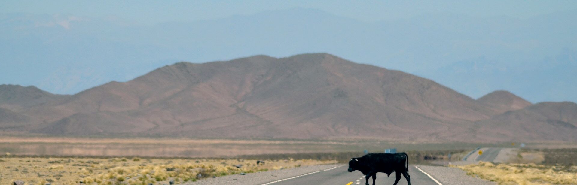 A black cow standing in the middle of a road.