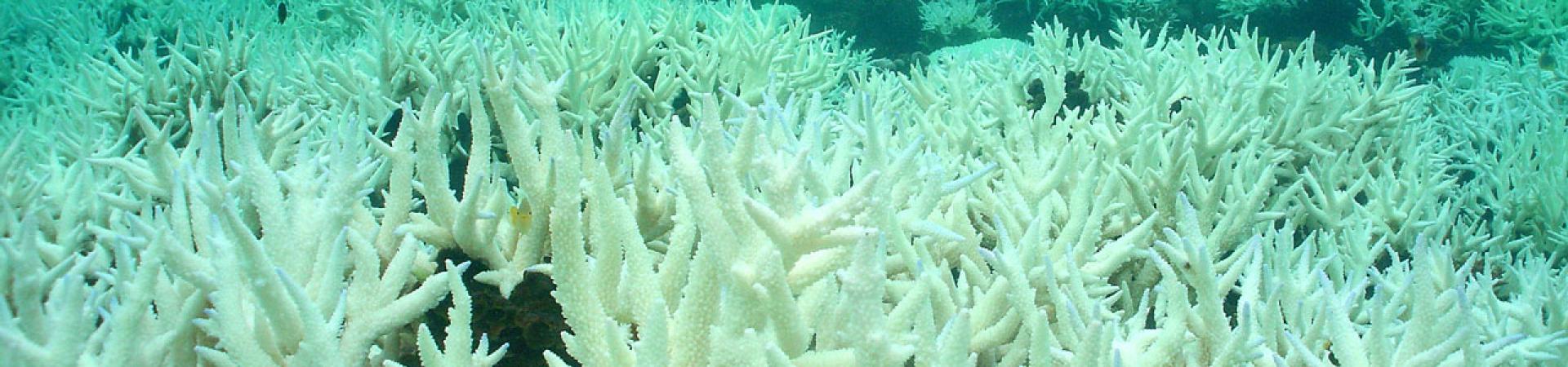 Ocean Acidification and Coral Bleaching