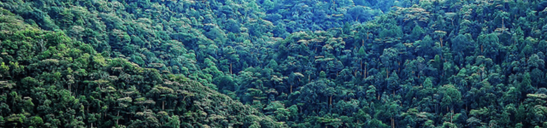 Climate Change Mitigation: Being paid to plant and protect forests (REDD+)