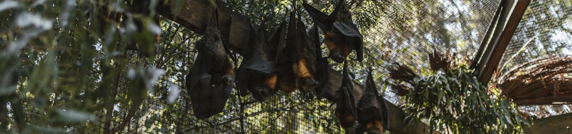 Bats in a cage