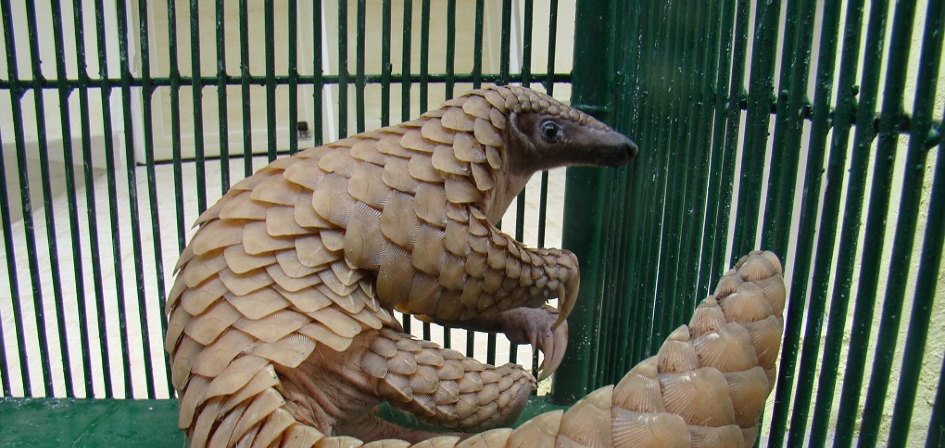 Illegal Trade of Pangolin in Asia and Africa