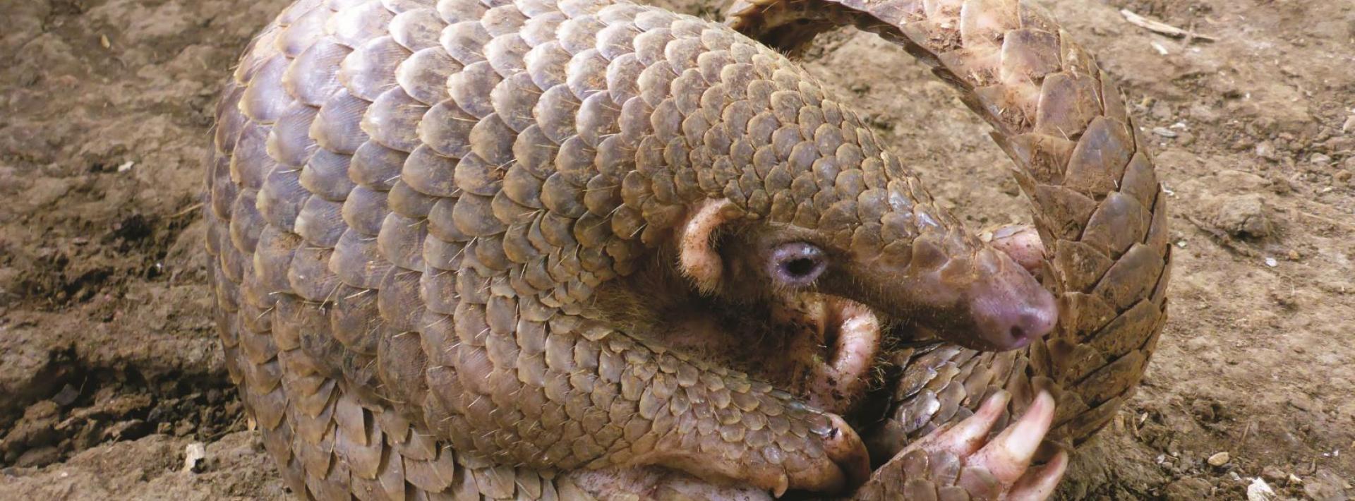 In a race to save the pangolin, Philippine researchers reach out to local  communities | Earth Journalism Network