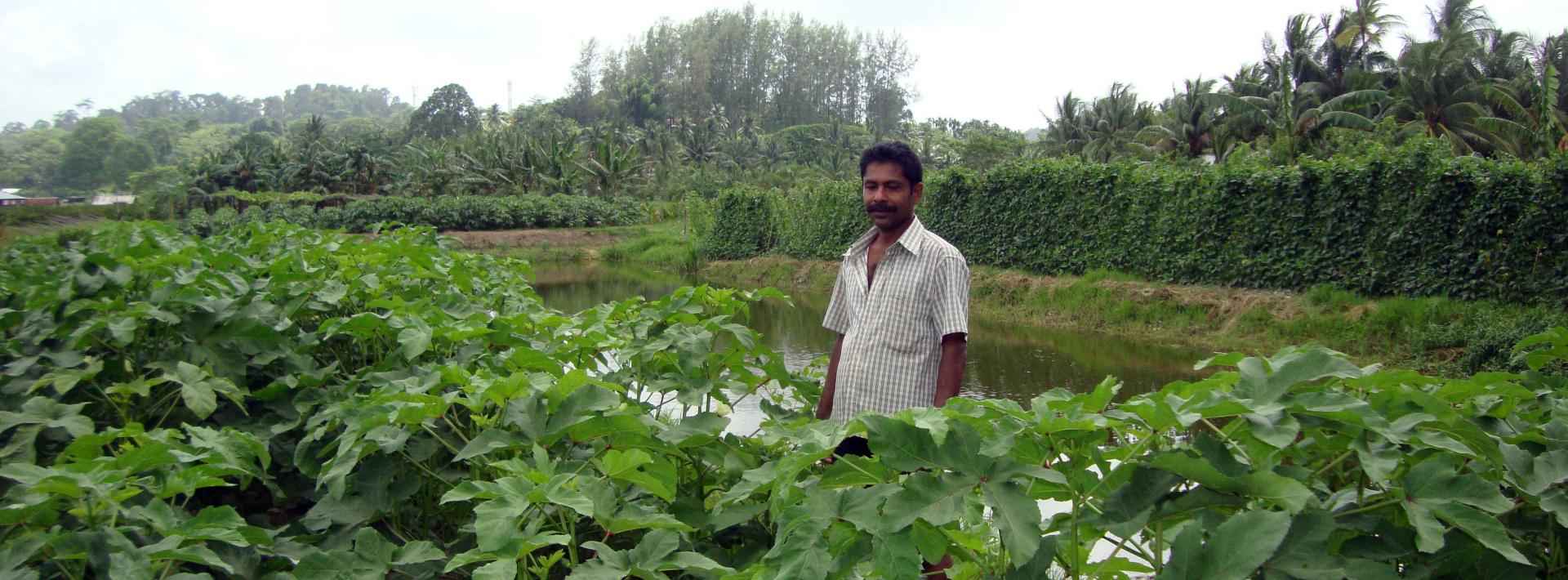 Climate-resilient agricultural methods help Andaman farmers