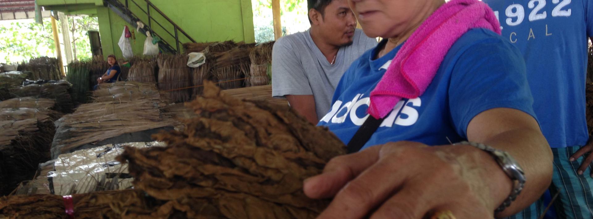 Part 1: Romancing storms, worms and leaves; growing tobacco in the shadow of environmental perils in the Philippines