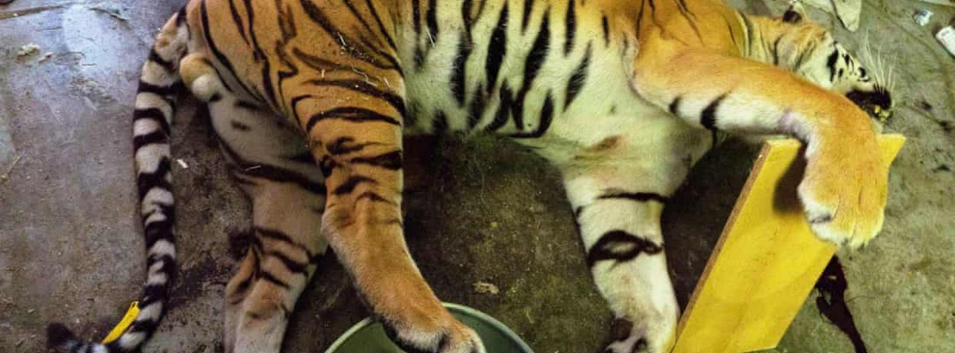 Gruesome discovery of Czech tiger farm exposes illegal trade in heart of Europe