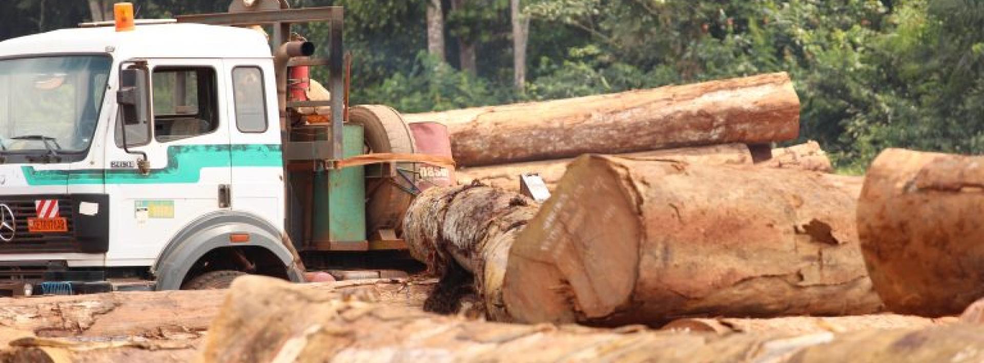Illegal Logging Drives Deforestation in Cameroon
