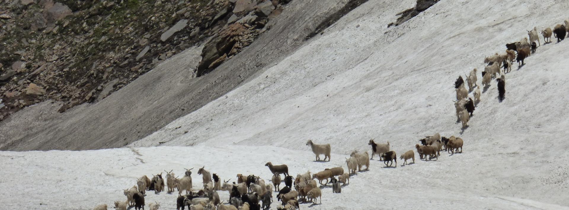 How Climate Change is Affecting an Old Pastoral Tradition in India's Himalayas