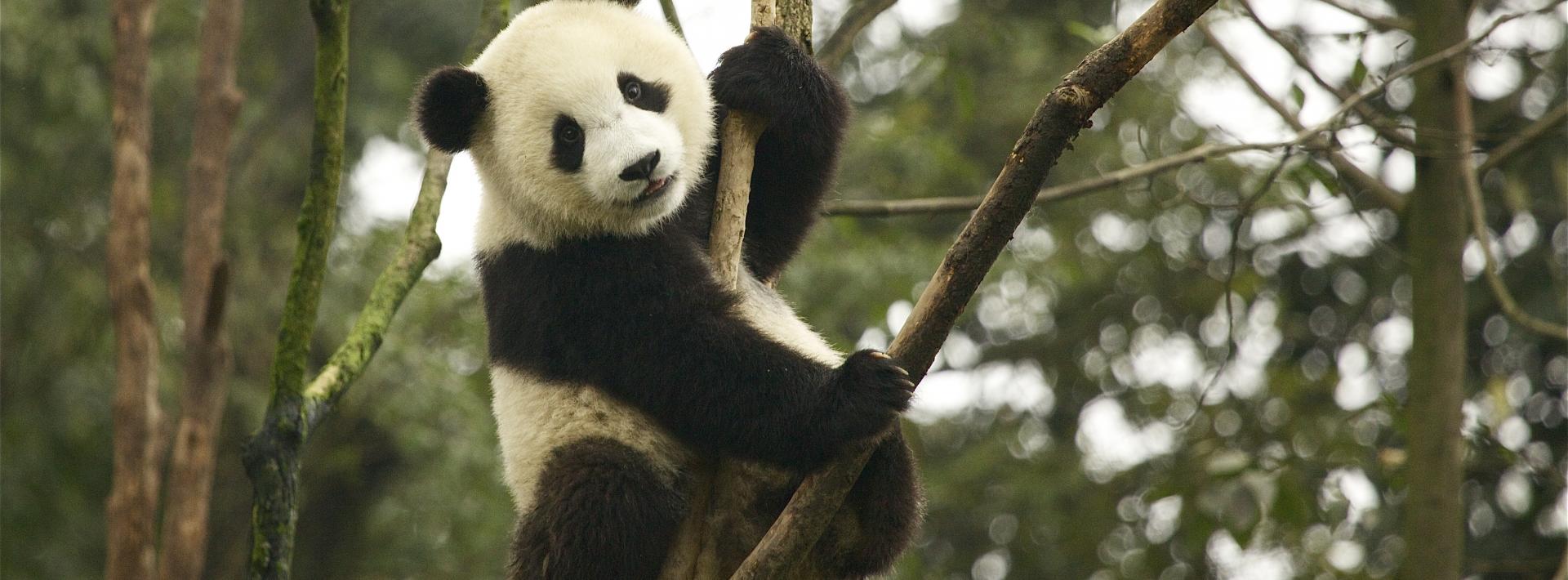 Panda No Longer 'Endangered' in IUCN Red List Update | Earth Journalism  Network
