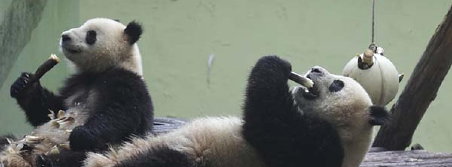 Giant Panda no longer endangered according to IUCN report