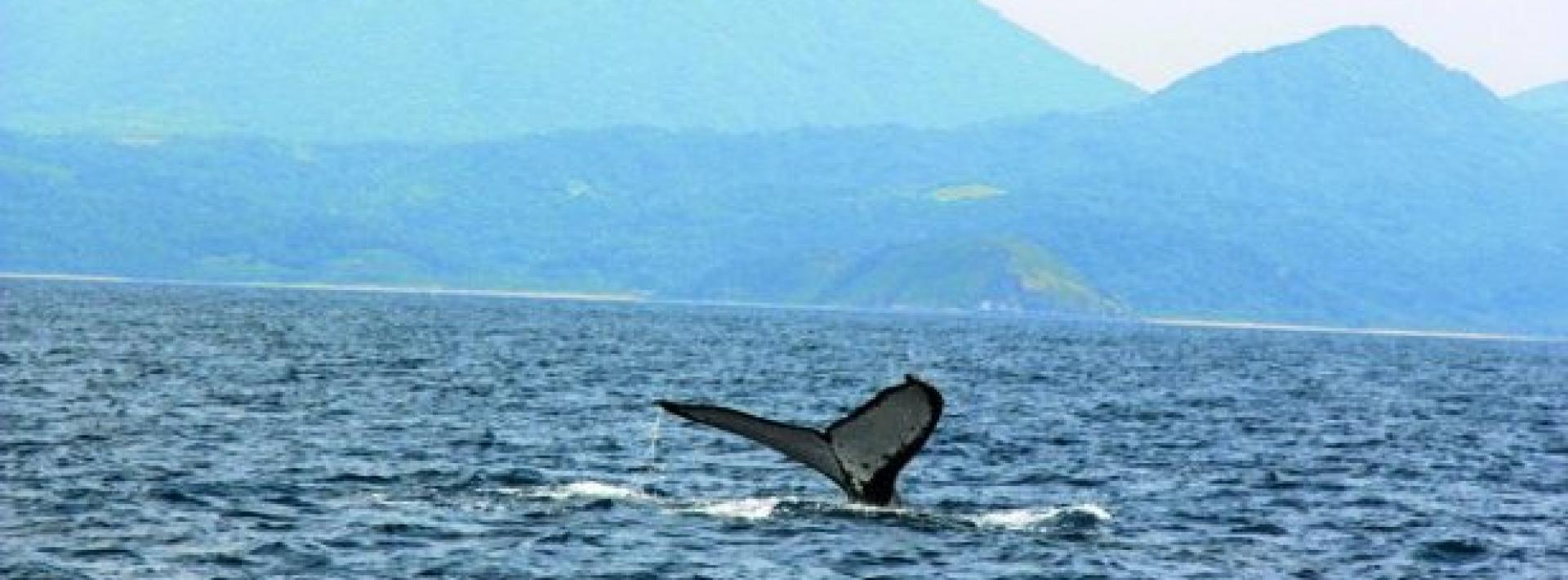 Humpbacks lure whale watchers to Babuyan