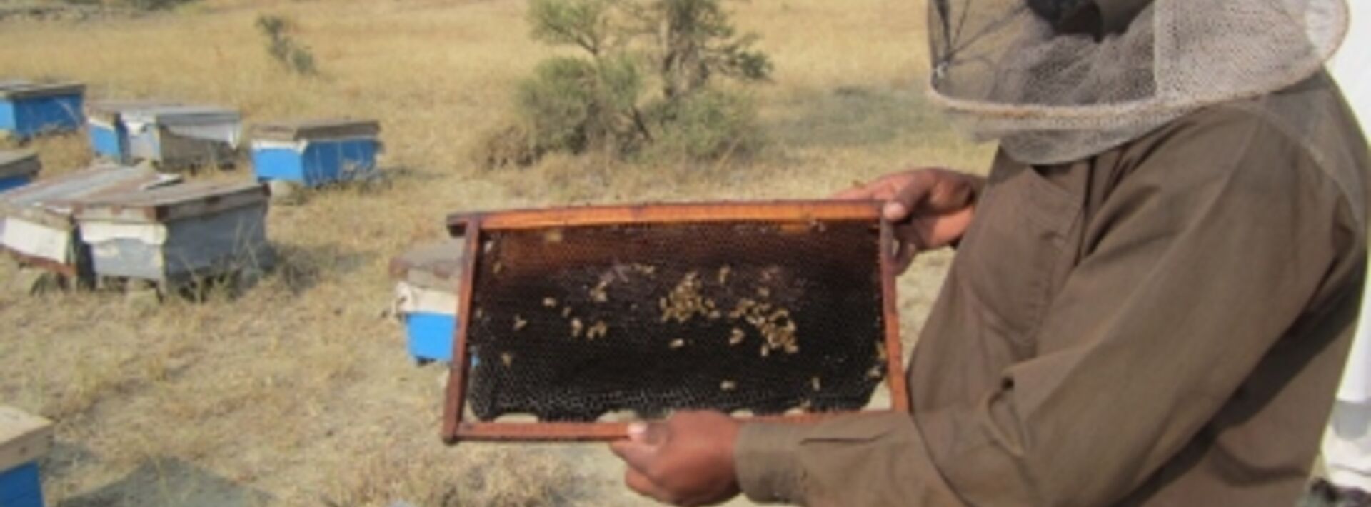 Pakistan’s farmers counter climate change with beekeeping