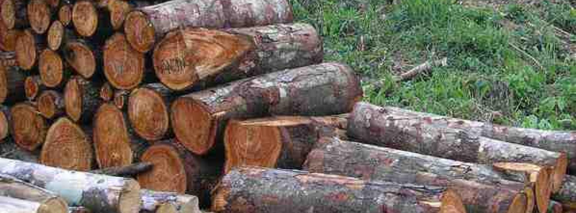 A new way to measure carbon emissions from logging
