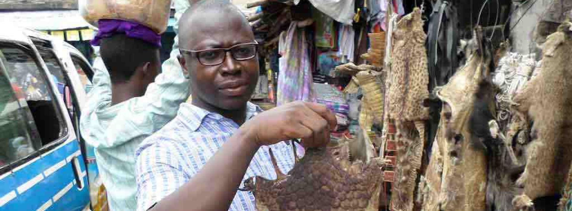 The traditions and beliefs threatening the endangered pangolin