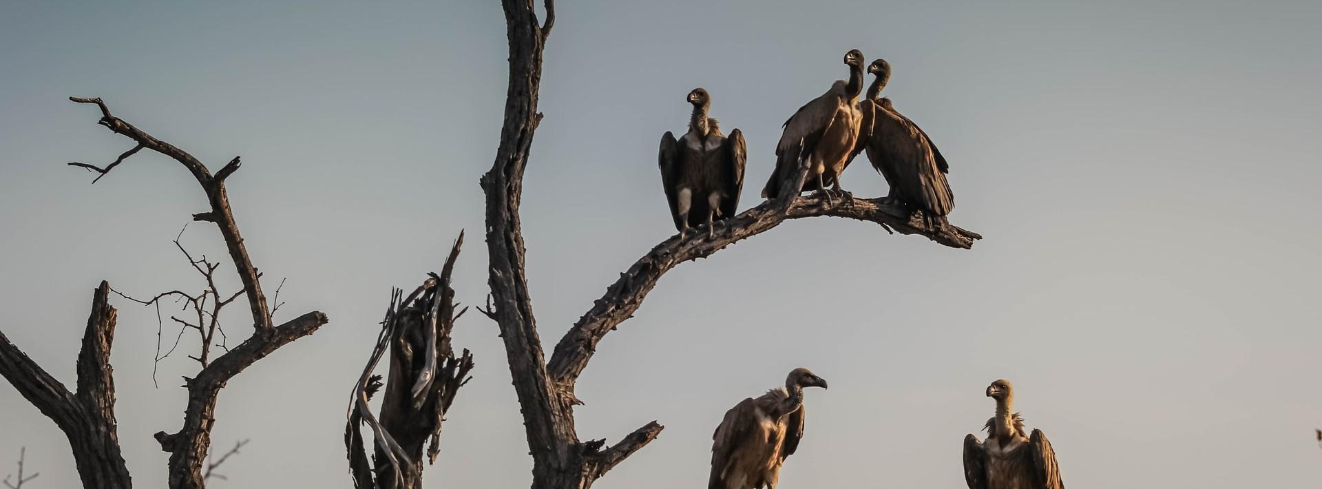 Vultures on the Rise in your Neighborhood? No Need to Move Out