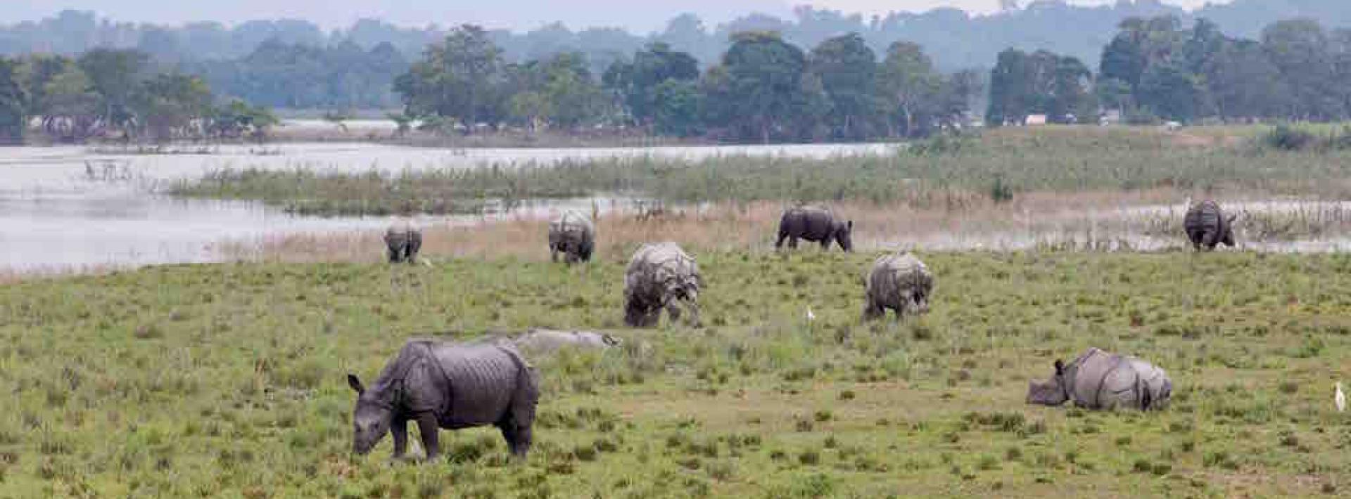 Insurgents linked to India’s rhino poaching syndicates