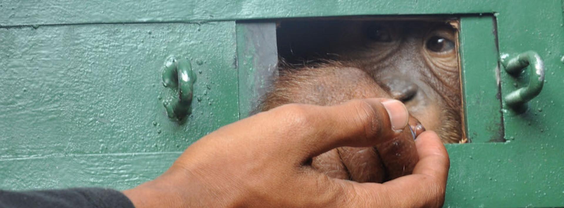 Smuggled orangutan