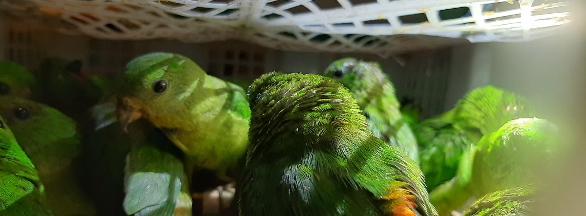 Captured birds in Indonesia