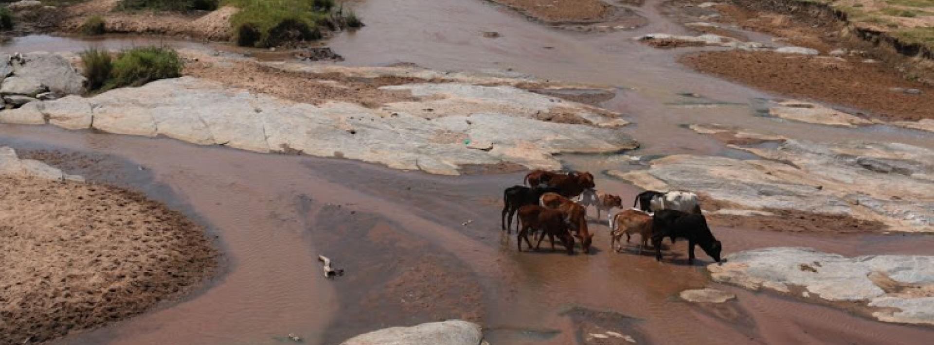 Cattle grazing in Maasai Mara