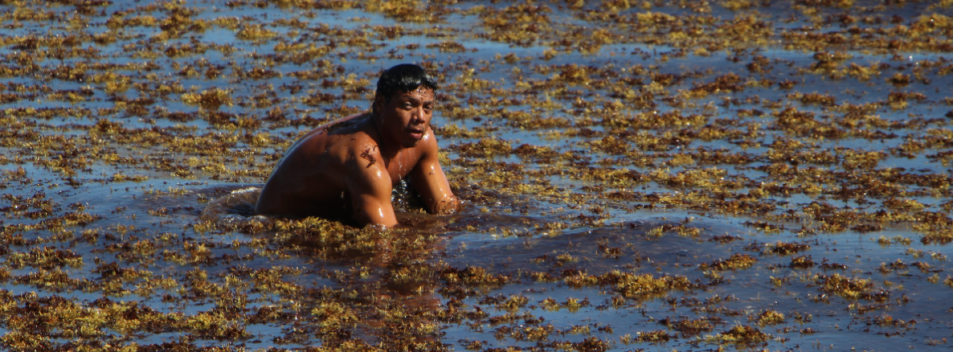 Man swimming in sargassum