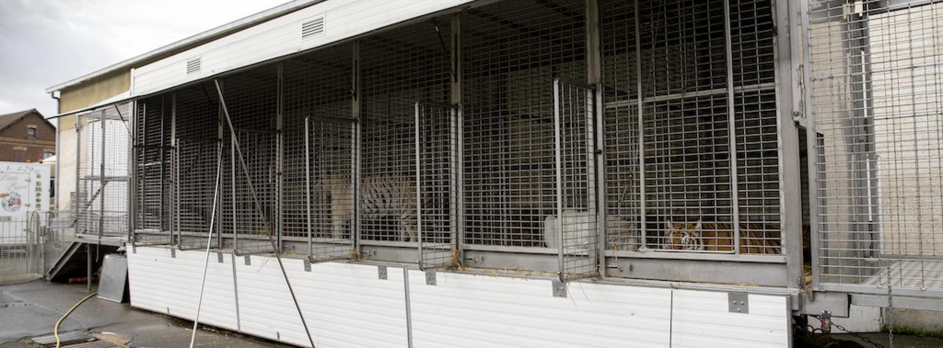tiger truck cage