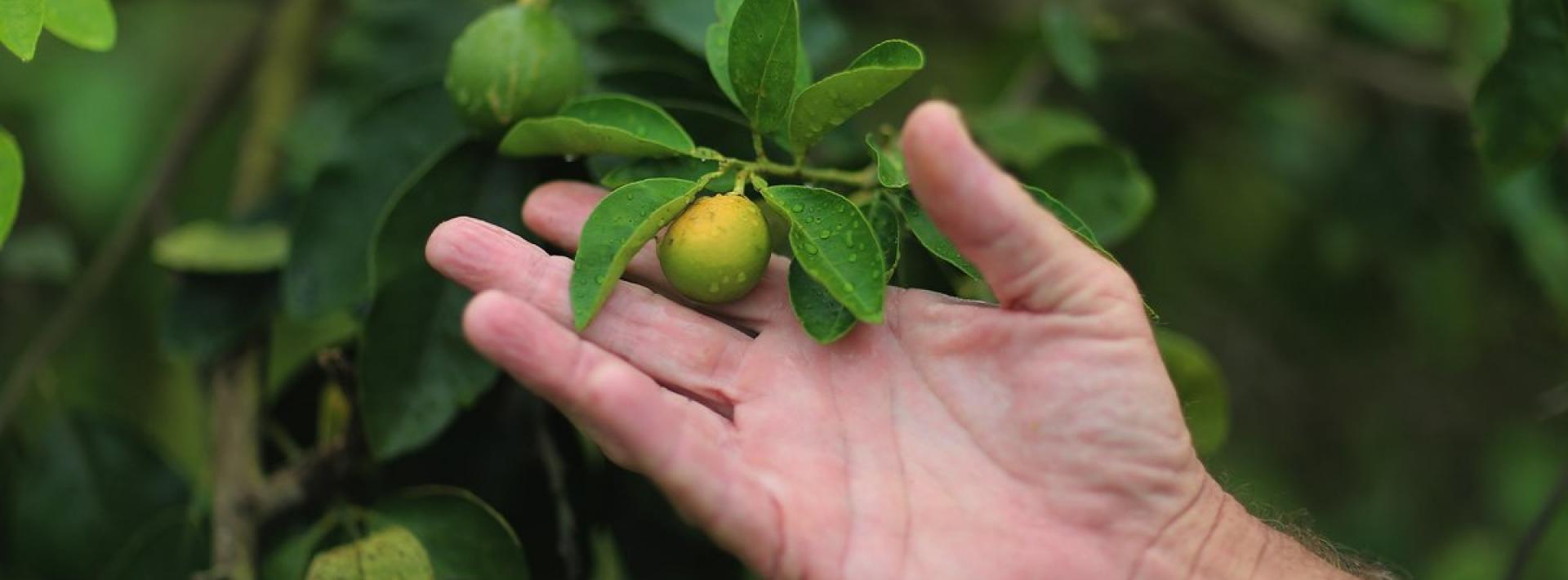 a hand holding up citrus fruit on a tree 