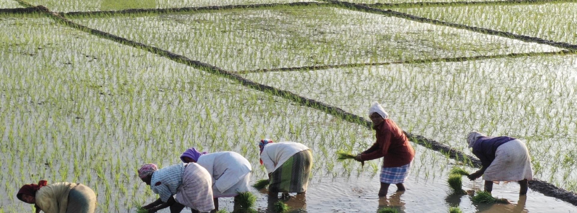 people harvesting rice from a paddy field in Goa