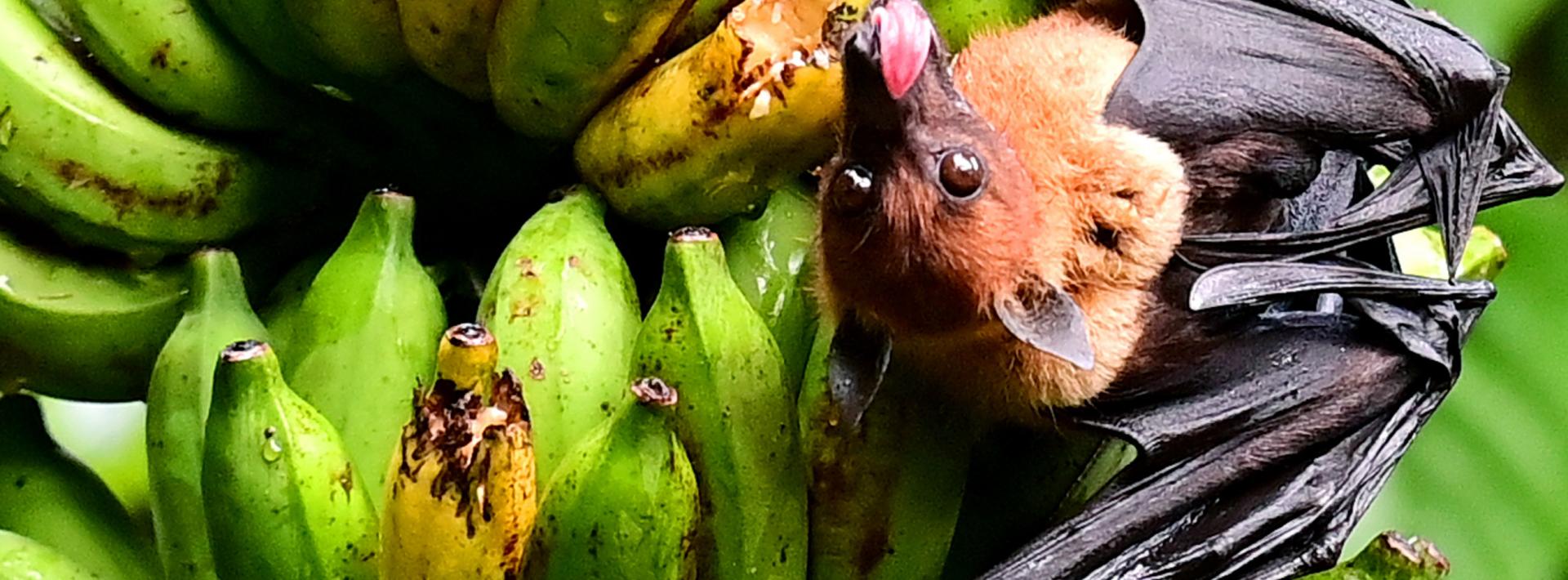 fruit bat hanging off leaf