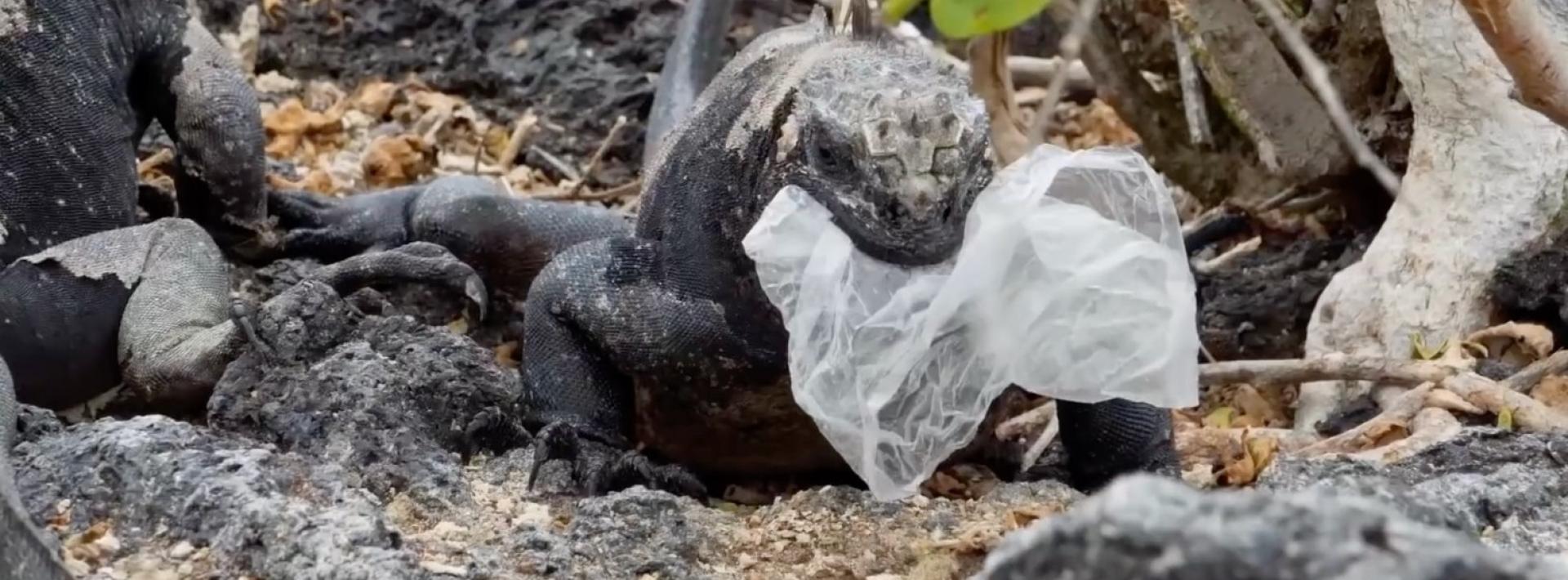 Iguana eating plastic