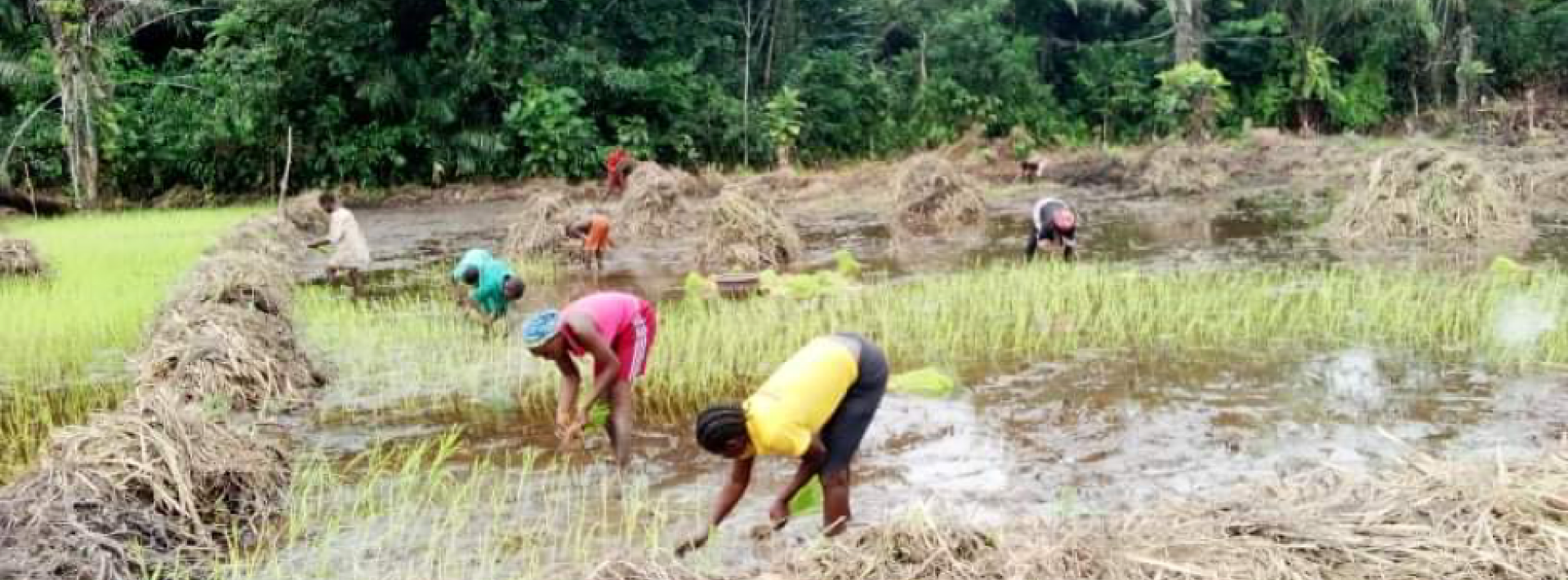 effects of deforestation in africa