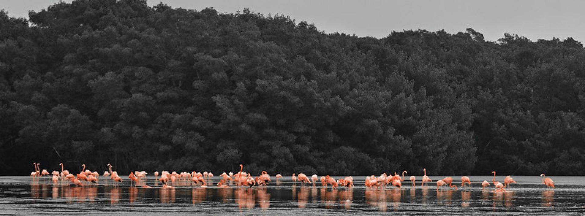 A group of flamingos in water with a mangrove forest in the background, in Mexico