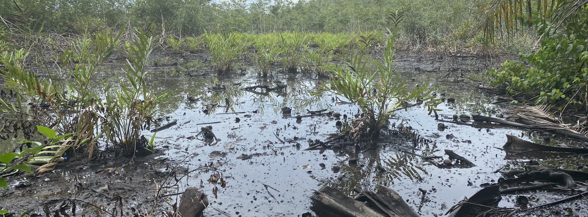 After oil spills in Niger Delta, proper clean up hardly takes place. Photo: Justice Nwafor