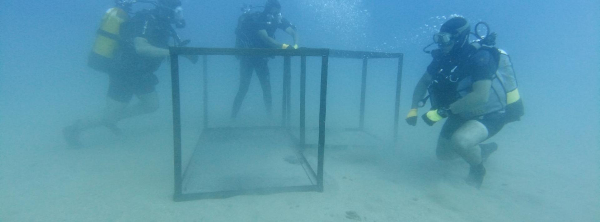 Divers in the sea setting up an artificial reef in Algeria