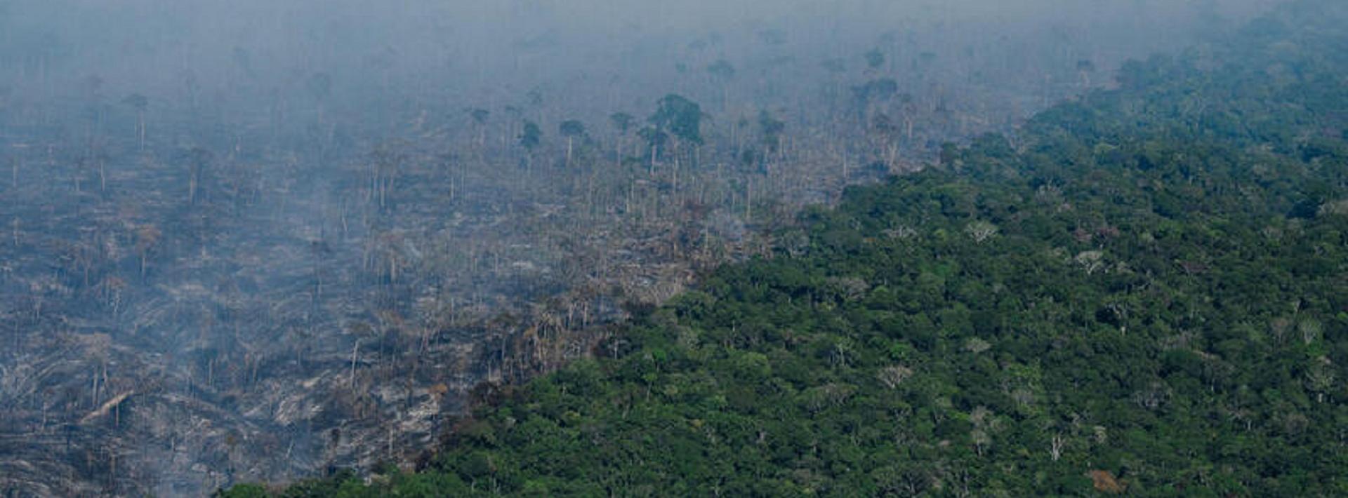 a bird's eye view image with one half of a large forest still green while the other half is decimated and logged