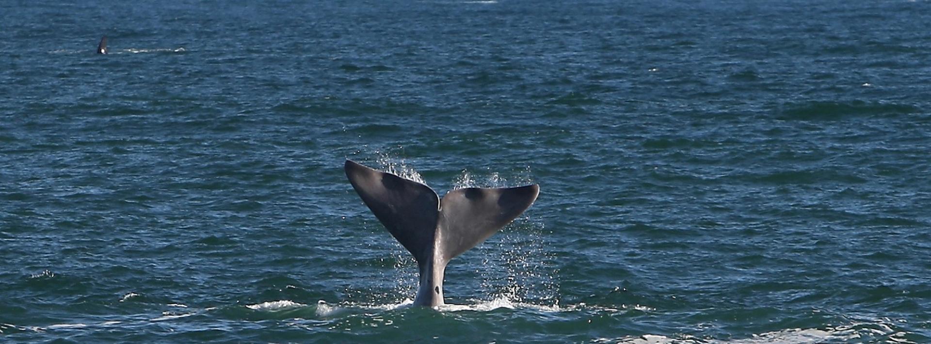 a whale tail 