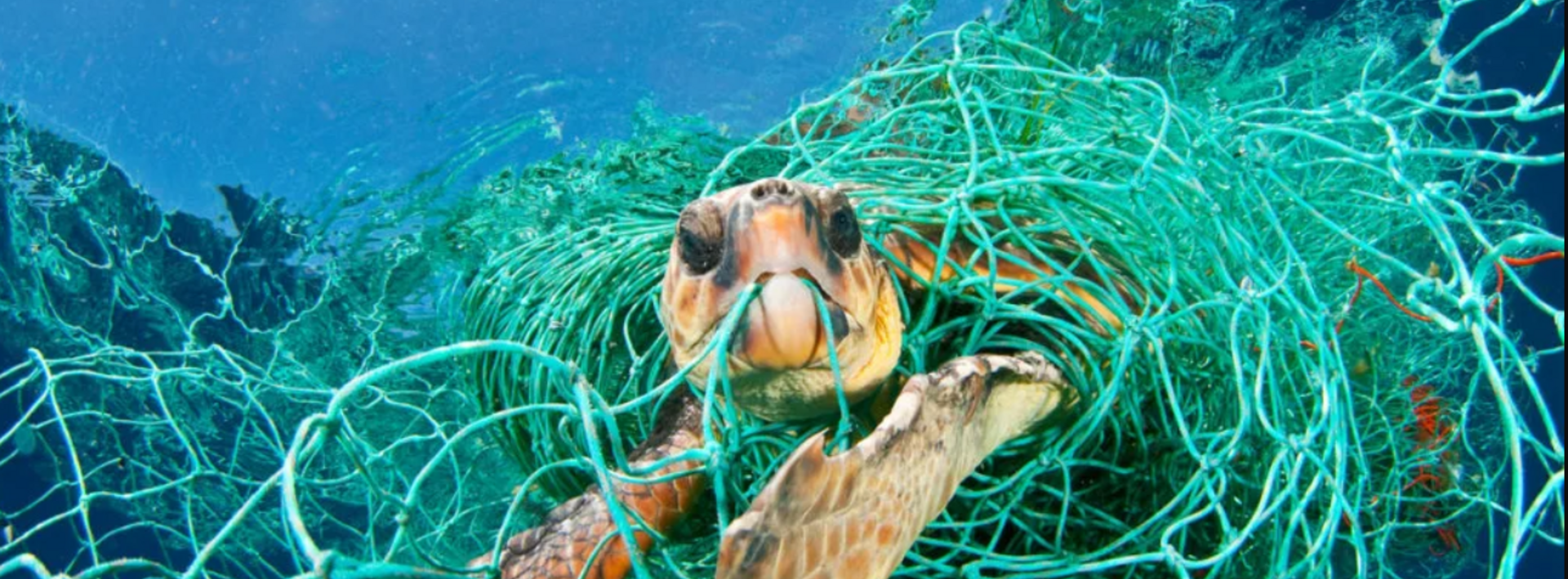 A turtle in a plastic net 
