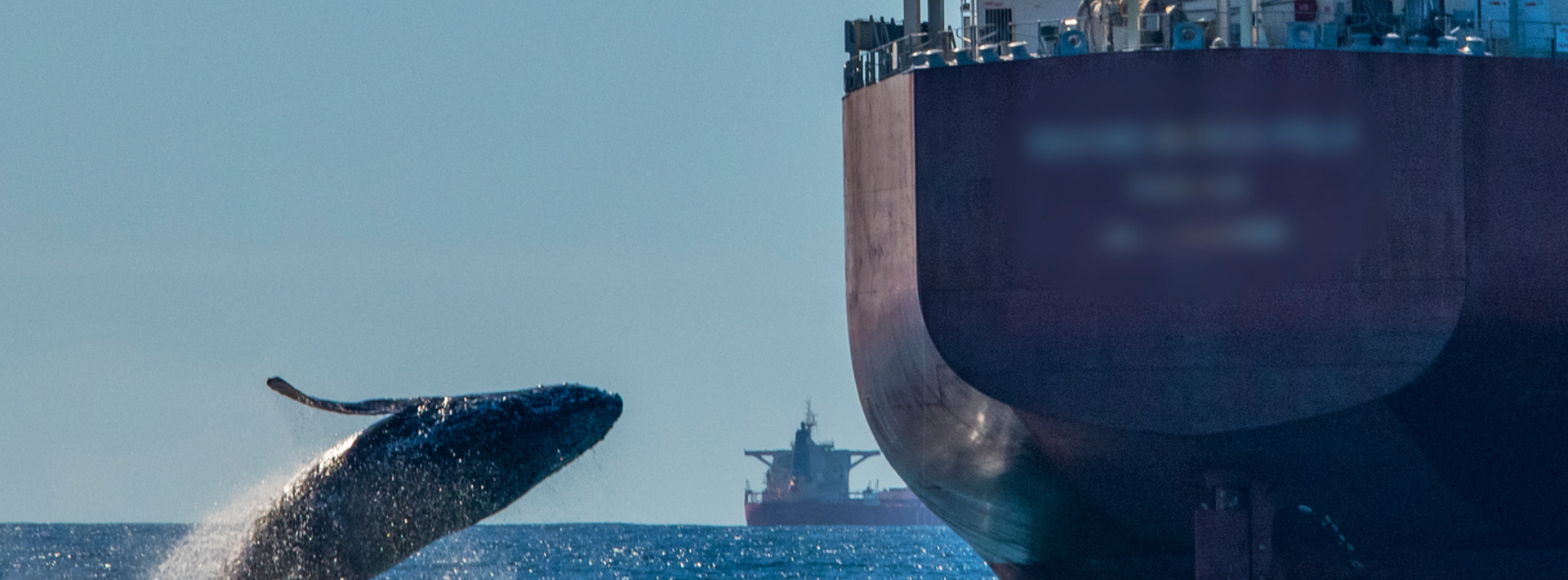 A whale near a large vessel at sea.