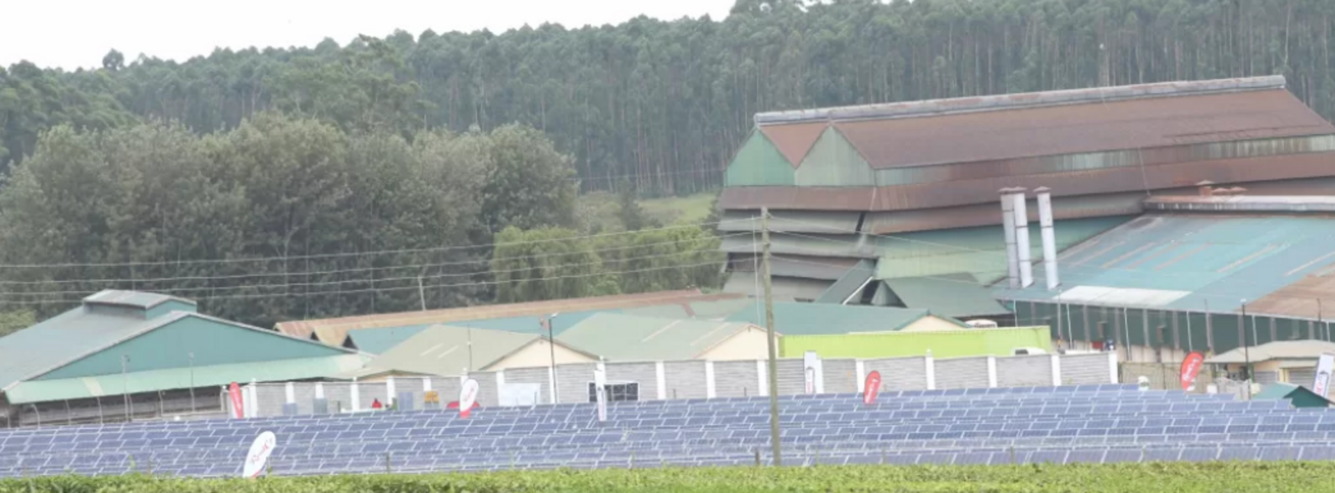 A field of tea leaves and solar panels with buildings and tall trees behind them