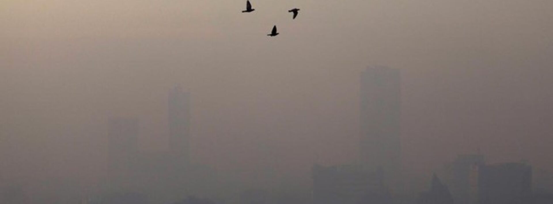 A group of birds fly in front of the skyline in Jakarta, which is barely visible because of air pollution