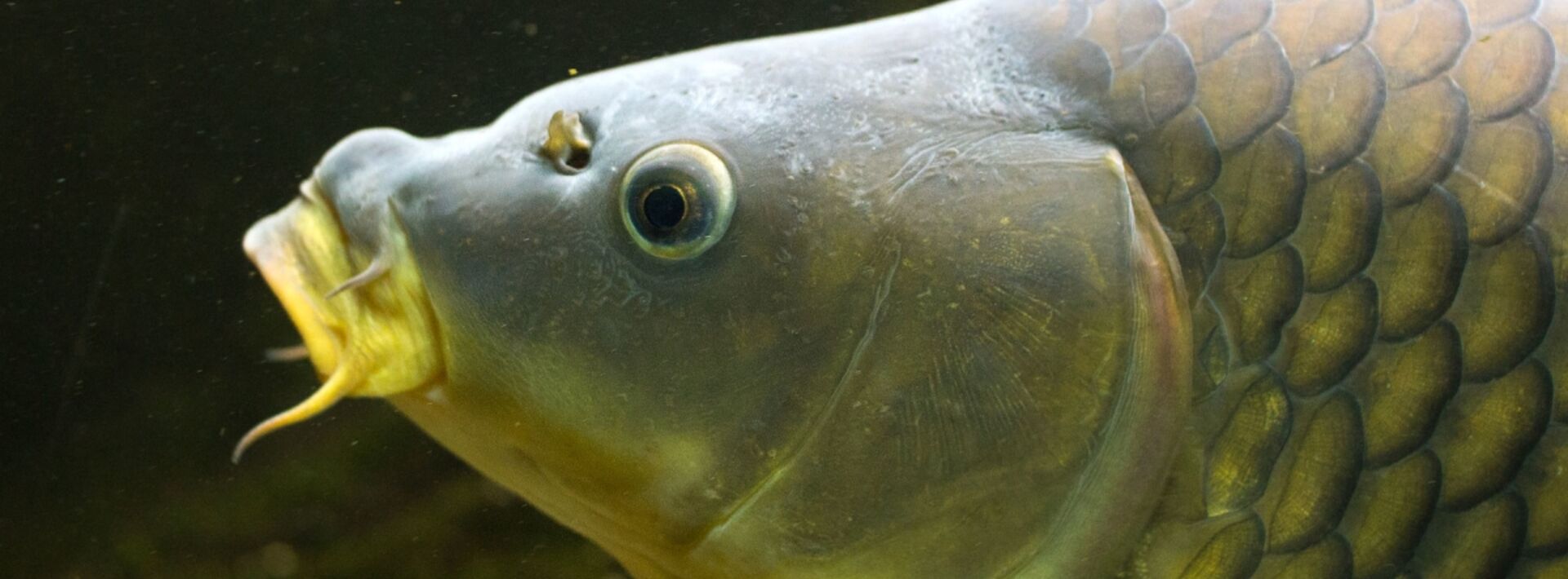A close up of a fish 