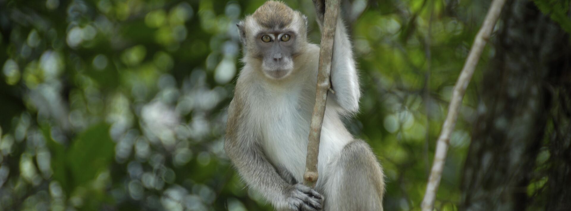 Long-tailed macaque surrounded by trees