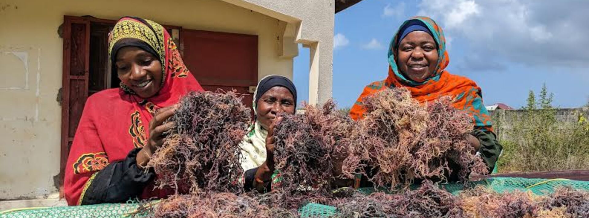 Two women with seaweed in their hands