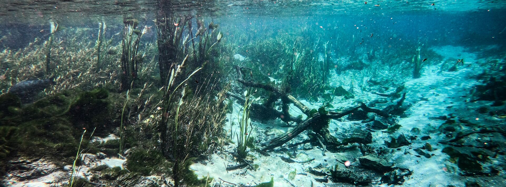 an underwater photo where you can see the blue water, green plants swaying, and white sand with rocks in it