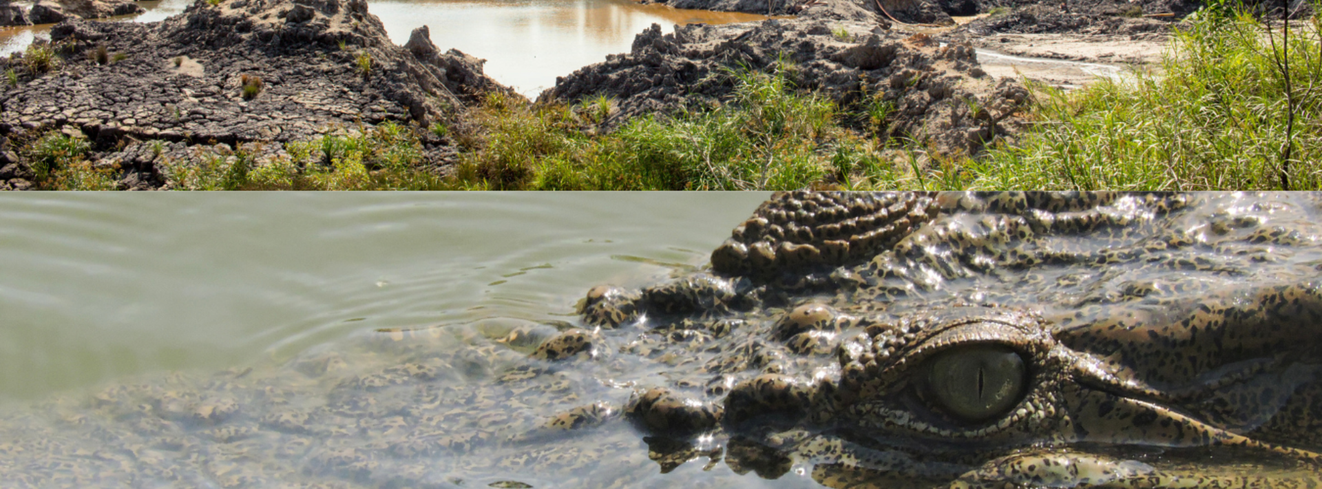 Tin Mining and River Attacks: Inside Indonesia's Human-Crocodile Conflict